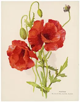 Papaver: PLANTS/PAPAVER RHOEAS