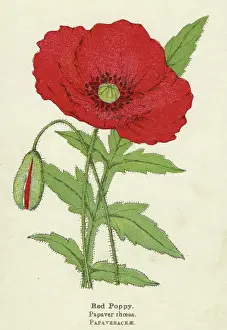 Papaver: PLANTS/PAPAVER RHOEAS