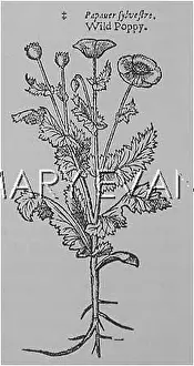 Rhoeas: PLANTS/PAPAVER RHOEAS