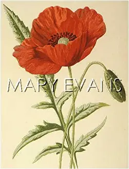Rhoeas: PLANTS/PAPAVER RHOEAS