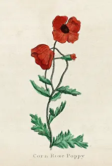 Papaver: Plants: Papaver Rhoeas or corn poppy