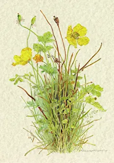 Helga Crouch: PLANTS/PAPAVER SP