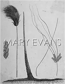 Cyperus: PLANTS/PAPYRUS