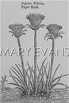 Nilotica: PLANTS/PAPYRUS NILOTICA