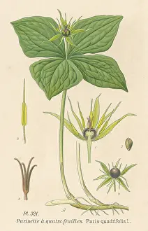 Quatre: PLANTS/PARIS QUADRIFOLIA