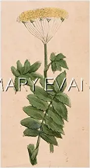 Pastinaca: PLANTS/PASTINACA SATIVA