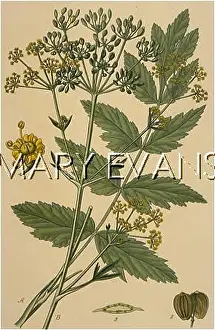 Pastinaca: PLANTS/PASTINACA SATIVA