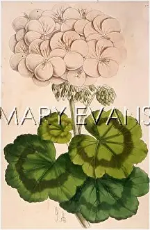 Pelargonium: PLANTS/PELARGONIUM