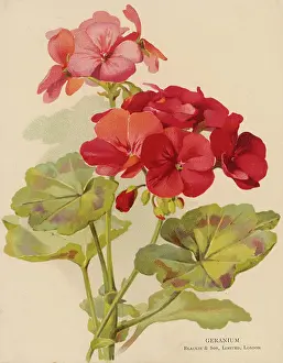 Geranium: PLANTS/PELARGONIUM SP