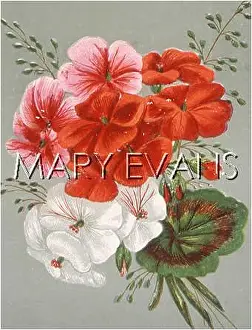 Pelargonium: PLANTS/PELARGONIUM SP