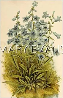 Humilis: PLANTS/PENSTEMON HUMILIS