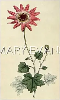 Cineraria: PLANTS/PERICALLIS SP