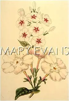 Variants: PLANTS/PHLOX
