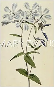 Phlox: PLANTS/PHLOX DIVARICATA