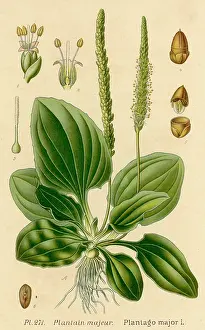 Plantain: PLANTS/PLANTAGO MAJOR