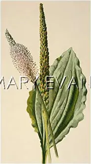 Plantain: PLANTS/PLANTAGO MAJOR