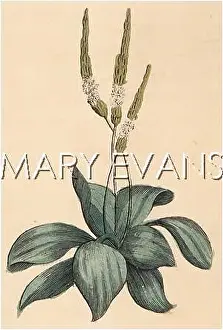 Plantain: PLANTS/PLANTAGO MAJOR