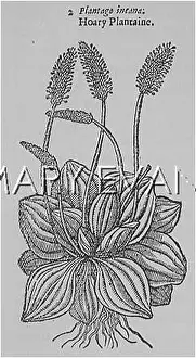 Plantain: PLANTS/PLANTAGO MEDIA
