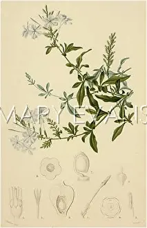 Plumbago: PLANTS/PLUMBAGO CAPENSIS