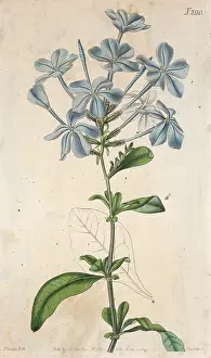 Plumbago: Plants - Plumbago - Curtis