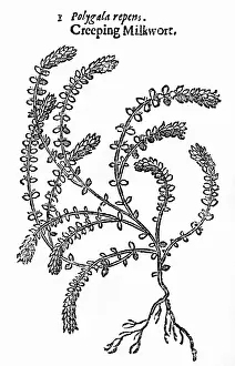 Creeping: PLANTS/POLYGALA SP