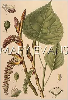 Populus: PLANTS/POPULUS NIGRA