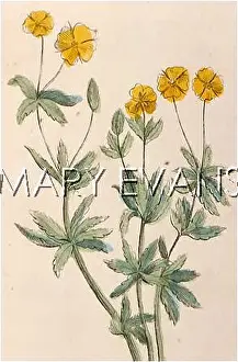 Potentilla: PLANTS/POTENTILLA ERECTA
