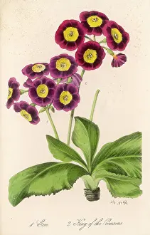 Variants: PLANTS/PRIMULA AURICULA