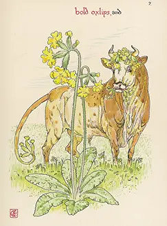 Elatior: Plants - Primula Elatior