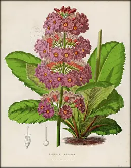 Japonica: PLANTS/PRIMULA JAPONICA