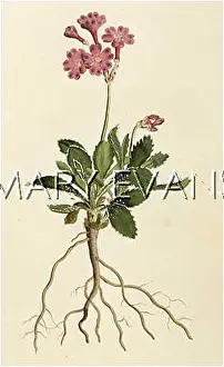 Marginata: PLANTS/PRIMULA MARGINATA