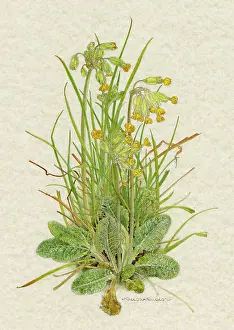 Cowslips: PLANTS/PRIMULA VERIS