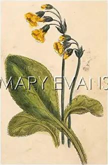 Veris: PLANTS/PRIMULA VERIS