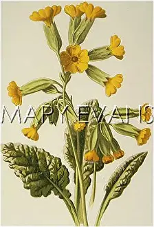 Veris: PLANTS/PRIMULA VERIS