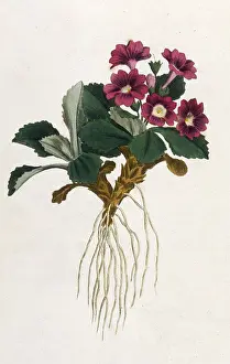 Villosa: Plants - Primula Villosa