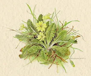 Helga Crouch: PLANTS/PRIMULA VULGARIS
