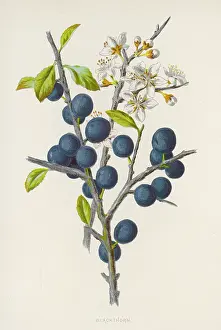 Communis: Plants - Prunus Communis