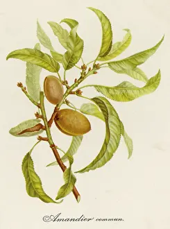 Dulcis: PLANTS/PRUNUS DULCIS