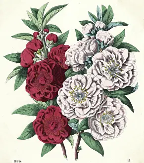 Persica: PLANTS/PRUNUS PERSICA