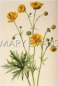 Crowfoot: PLANTS/RANUNCULUS ACRIS