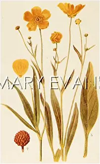 Lingua: PLANTS/RANUNCULUS LINGUA