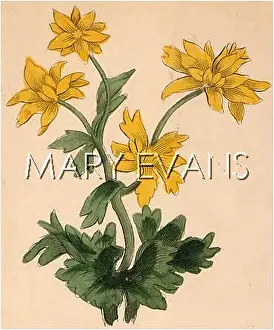 Crowfoot: PLANTS/RANUNCULUS SP