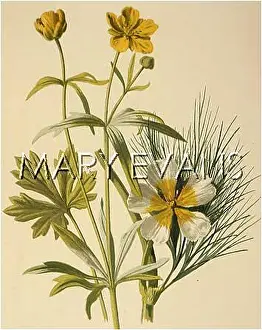 Goldilocks: PLANTS/RANUNCULUS SP