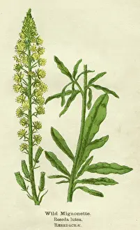 Lutea: PLANTS/RESEDA LUTEA