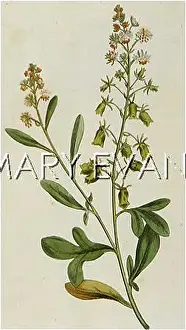 Odorata: PLANTS/RESEDA ODORATA