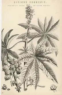 Castor: PLANTS/RICINUS COMMUNIS