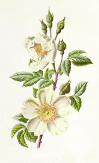Arvensis: PLANTS/ROSA ARVENSIS