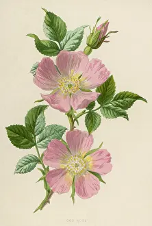 Canina: Plants - Rosa Canina