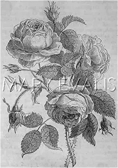 Centifolia: PLANTS/ROSA CENTIFOLIA