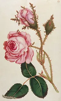Muscosa: Plants - Rosa Muscosa